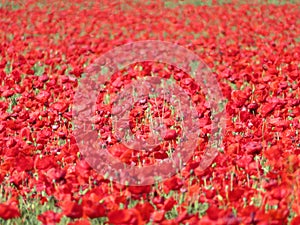 Beautiful red poppies full of flowers mixed with cereal photo