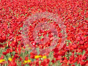 Beautiful red poppies full of flowers mixed with cereal photo