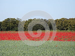 Beautiful red poppies full of flowers mixed with cereal photo