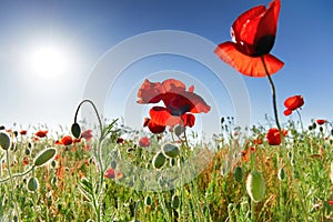 Beautiful red poppies on the green field