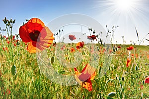 Beautiful red poppies on the green field