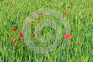 Beautiful red poppies grow in a wheat field among ears