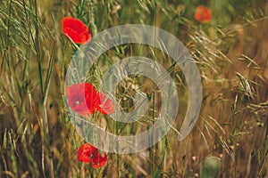 Beautiful red poppies in a summer meadow