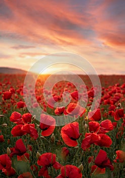 Beautiful red poppies in the sunset light