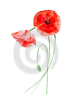 Beautiful red poppies. Watercolor illustration isolated on white background