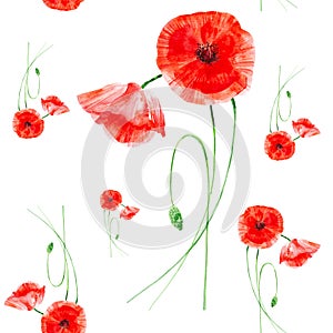 Beautiful red poppies. Watercolor illustration isolated on white background.Seamless pattern