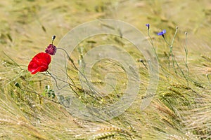 Beautiful red poppy and a blue chicory in a green wheat field in the summer