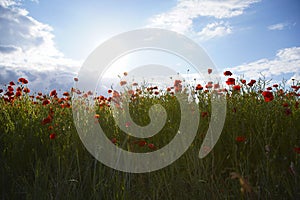 Beautiful red poppy field, blue sky, white clouds with bright sunshine. Photographed from below. Soft focus blurred background.