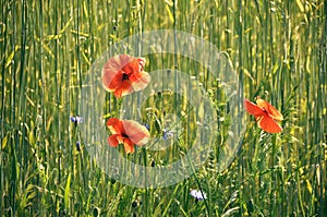 beautiful red poppy flower amidst a wheat field