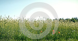 beautiful red poppy flower amidst a wheat field