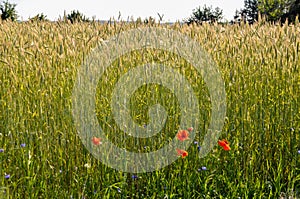 beautiful red poppy flower amidst a wheat field