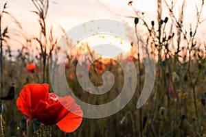 Beautiful red poppy flower close-up with control light of the golden hour sunset shining through petals