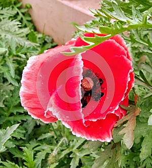 Beautiful red poppy flower overlapped by leaf