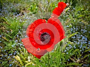 Beautiful red poppy flower in the sun found in a green garden