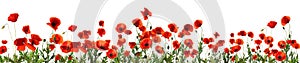 Beautiful red poppy flowers on background. Banner design