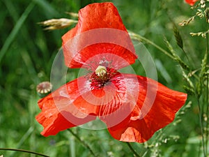 Beautiful red poppy flowers blooming specially for a girl