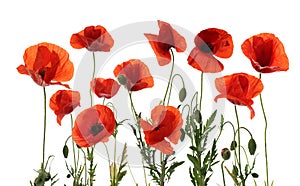 Beautiful red poppy flowers isolated