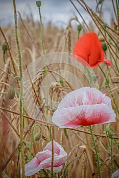 Beautiful red poppy flowers papaver rhoeas in a golden wheat field moving in the wind