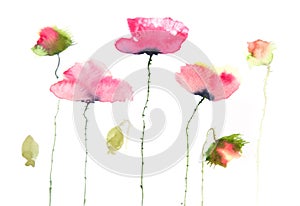 Beautiful red poppy flowers on white