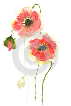 Beautiful red poppy flowers on white