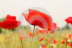 A beautiful red poppy in a green field closeup