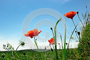 Beautiful red poppy at green rye or wheat field at blue sunny sk