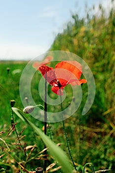 Beautiful red poppy at green rye or wheat field at blue sunny sk