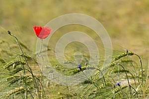 Beautiful red poppy in a green wheat field in the summer