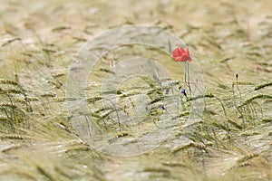 Beautiful red poppy in a green wheat field in the summer