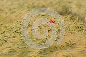 Beautiful red poppy in a green wheat field in the summer