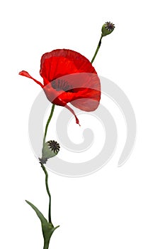 A Beautiful Red Poppy Isolated