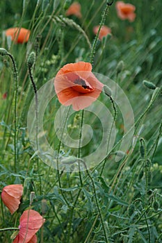 Beautiful red poppy papaver