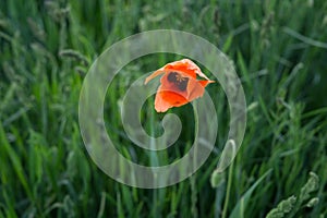 Beautiful red poppy papaver