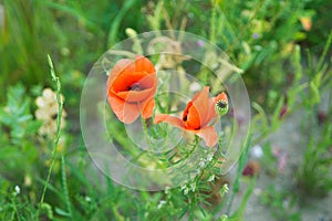 Beautiful red poppy papaver