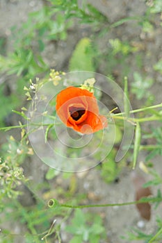 Beautiful red poppy papaver