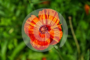 Beautiful red poppy plant in nature.