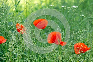 Beautiful red poppy plant in nature.