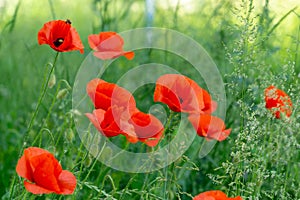 Beautiful red poppy plant in nature.