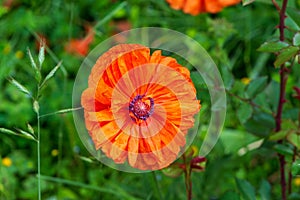 Beautiful red poppy plant in nature.