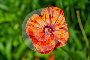 Beautiful red poppy plant in nature.