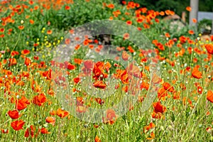 Beautiful red poppy plant in nature.