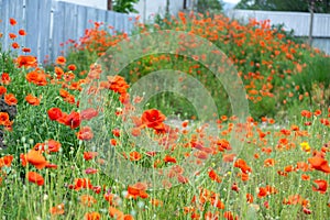 Beautiful red poppy plant in nature.