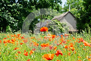 Beautiful red poppy plant in nature.