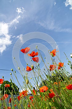 Beautiful red poppy plant in nature.