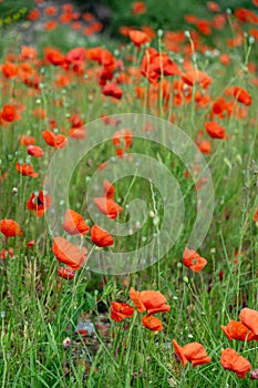 Beautiful red poppy plant in nature.