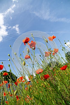 Beautiful red poppy plant in nature.