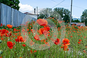 Beautiful red poppy plant in nature.