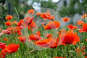 Beautiful red poppy plant in nature.