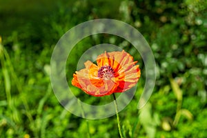 Beautiful red poppy plant in nature.