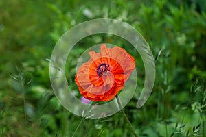 Beautiful red poppy plant in nature.